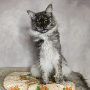 Maine Coon father Calvin Maine Coon father Calvin - photo 2