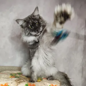 Maine Coon father Calvin Maine Coon father Calvin - photo 1