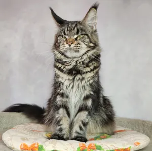 Maine Coon mother Gera Maine Coon mother Gera - photo 2