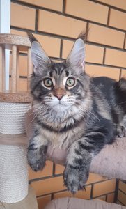 Helen