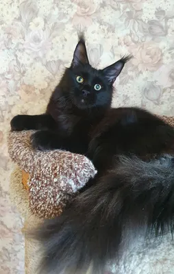 Maine Coon kitten Черный MCO n  Boy