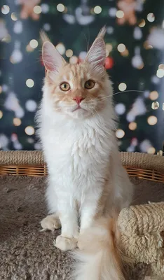 Maine Coon kitten Красный дым MCO ds  Boy