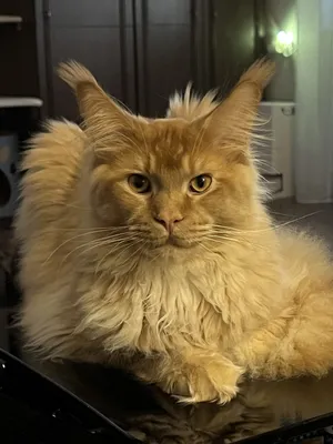 Котенок мейн-кун