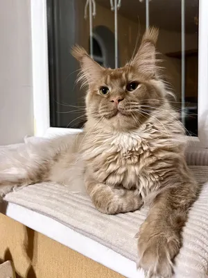 Котенок мейн-кун