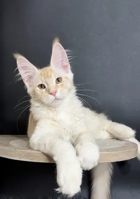 Котенок мейн-кун