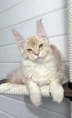 Котенок мейн-кун